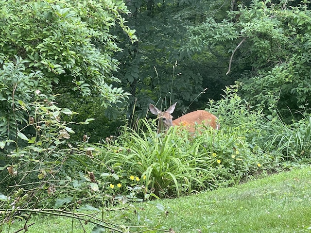 277 Heritage Vlg Unit C, Southbury, CT 06488 - view of nature