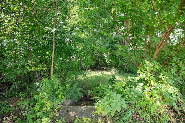 53 Haviland St, Bristol, CT 06010 - view of local wilderness