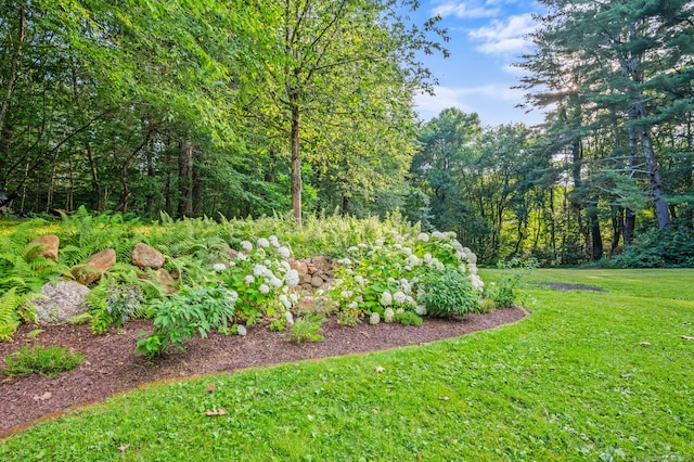12 Warner Rd, East Haddam, CT 06423 - view of grassy yard