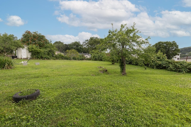 213 Easton Ave, Waterbury, CT 06704 - view of green lawn with a storage shed