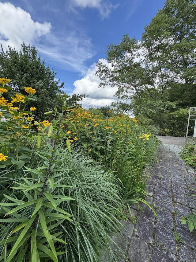 23 Mountain Rd, Mansfield, CT 06250 - view of undeveloped land