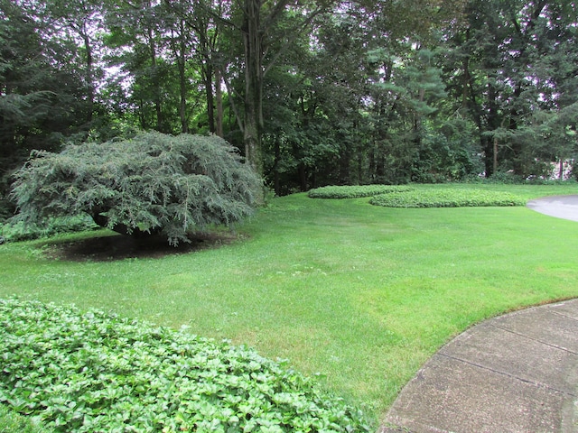 view of grassy yard