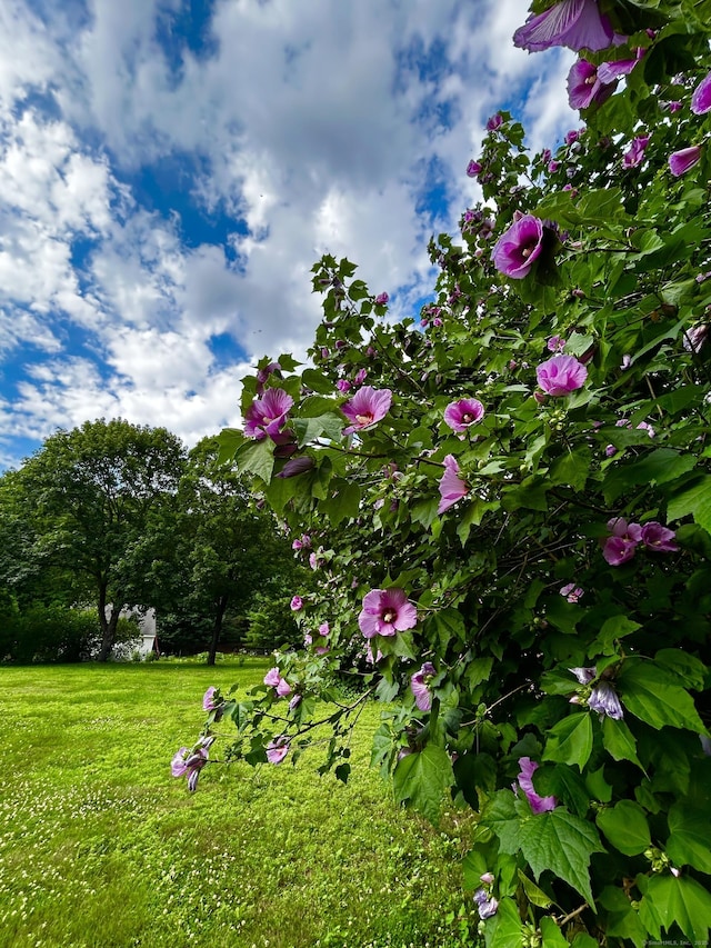 14 Church St, Plymouth, CT 06786 - photo 8