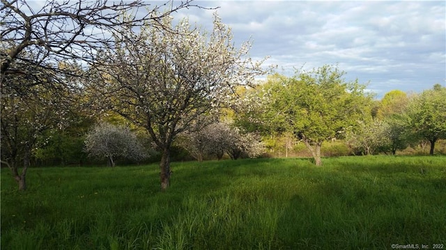 view of local wilderness