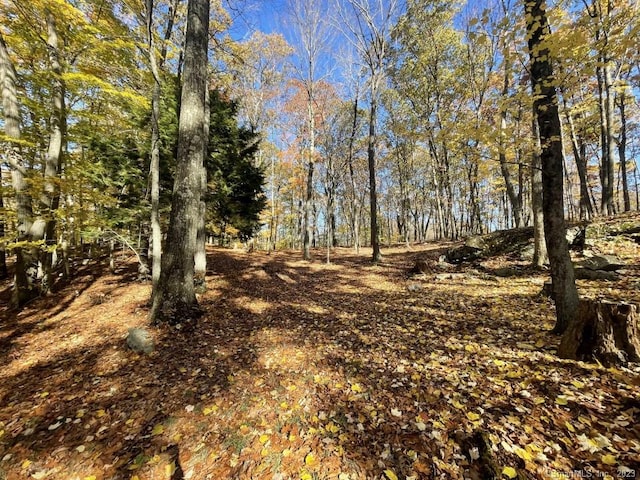 view of local wilderness