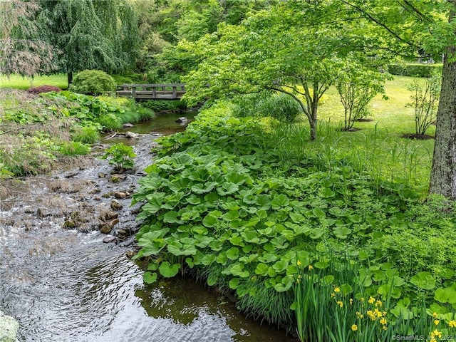 view of local wilderness