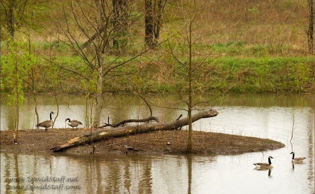 LOT1 Fletcher Ln, Mt Zion, IL 62549 - photo 3