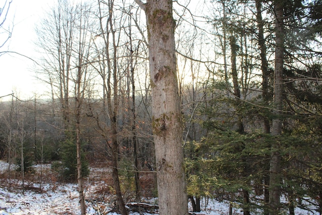 view of local wilderness