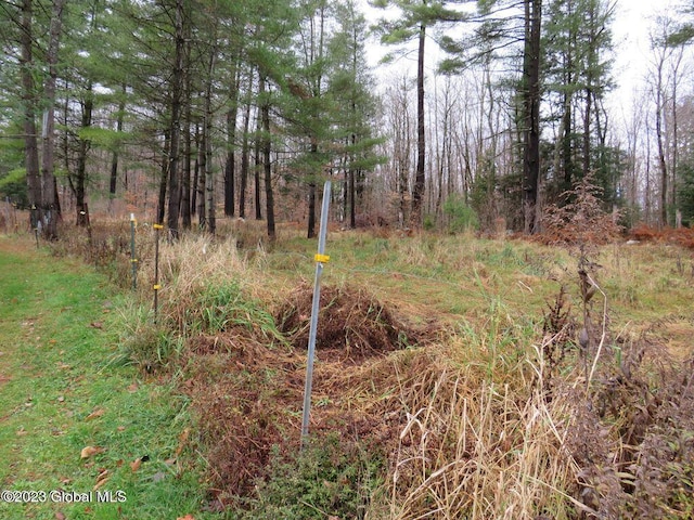 view of local wilderness