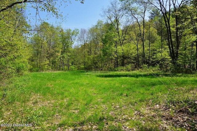 view of local wilderness