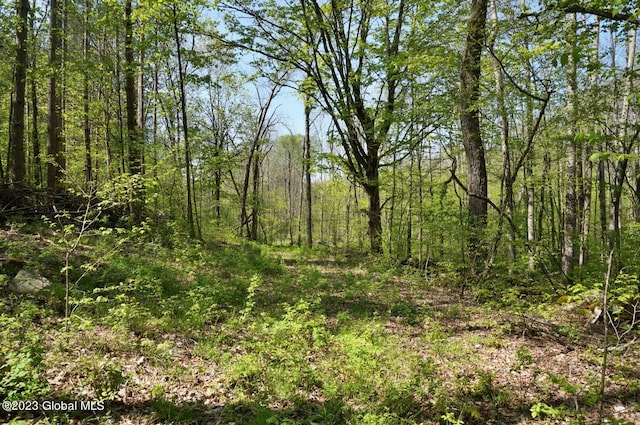 view of local wilderness