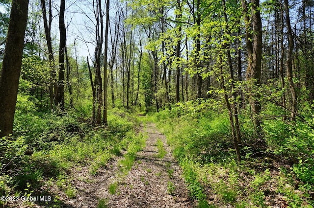 view of local wilderness