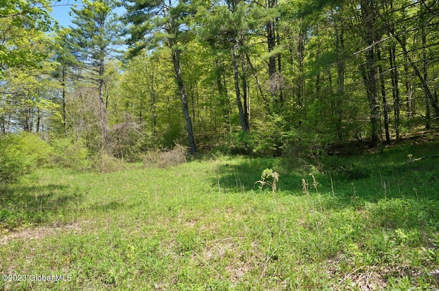 view of local wilderness