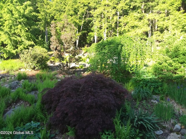 view of local wilderness