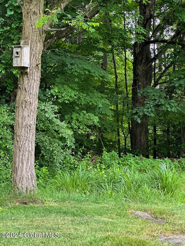 view of local wilderness