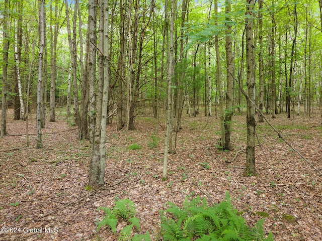 view of local wilderness