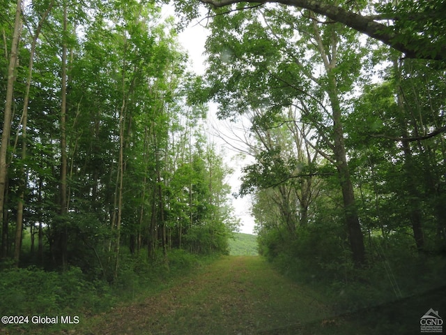 view of local wilderness