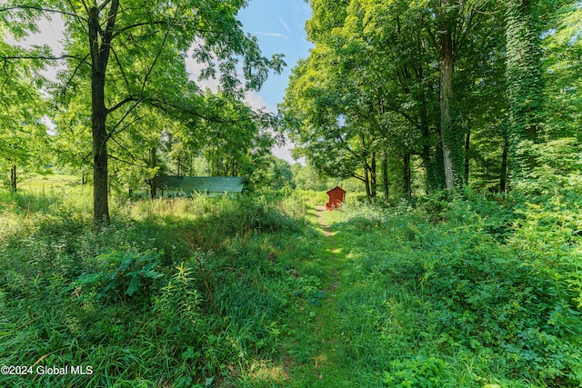 view of local wilderness