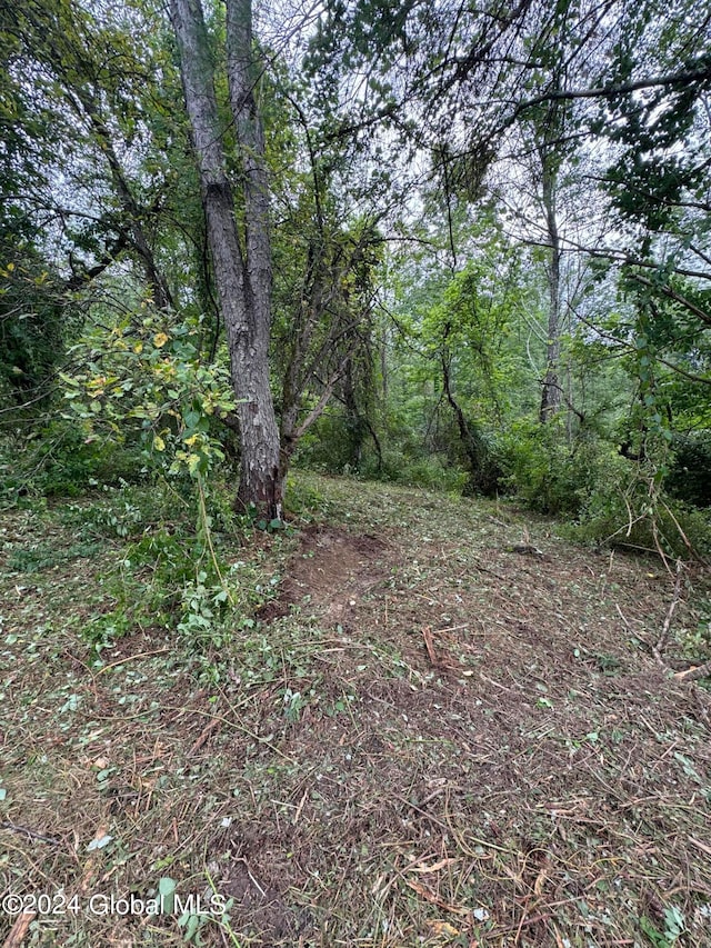 view of local wilderness