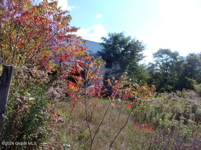 view of local wilderness