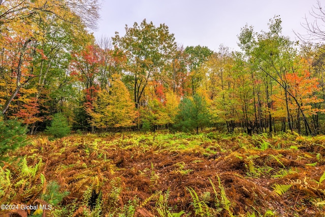 view of local wilderness featuring a forest view