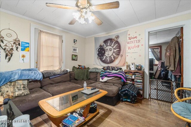 living room with light hardwood / wood-style floors, ceiling fan, and ornamental molding