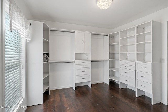 walk in closet featuring dark hardwood / wood-style flooring