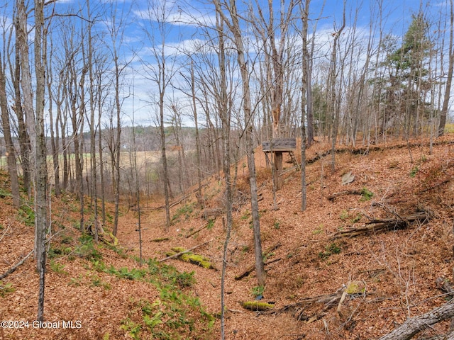 view of local wilderness