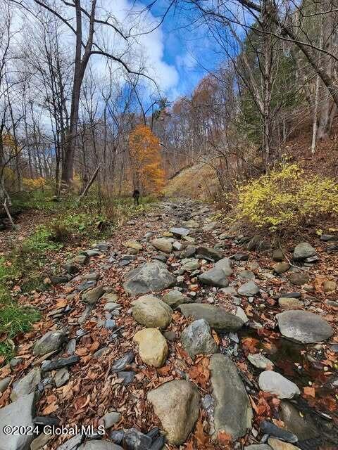 view of local wilderness