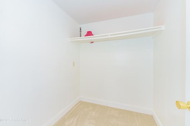 spacious closet featuring carpet floors