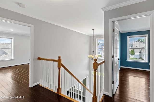 hall with a chandelier, a healthy amount of sunlight, dark hardwood / wood-style floors, and ornamental molding