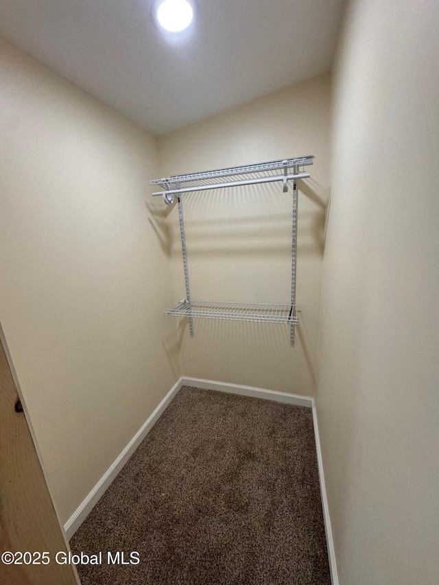 spacious closet featuring carpet flooring