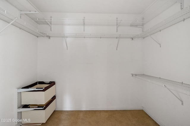 spacious closet featuring carpet flooring