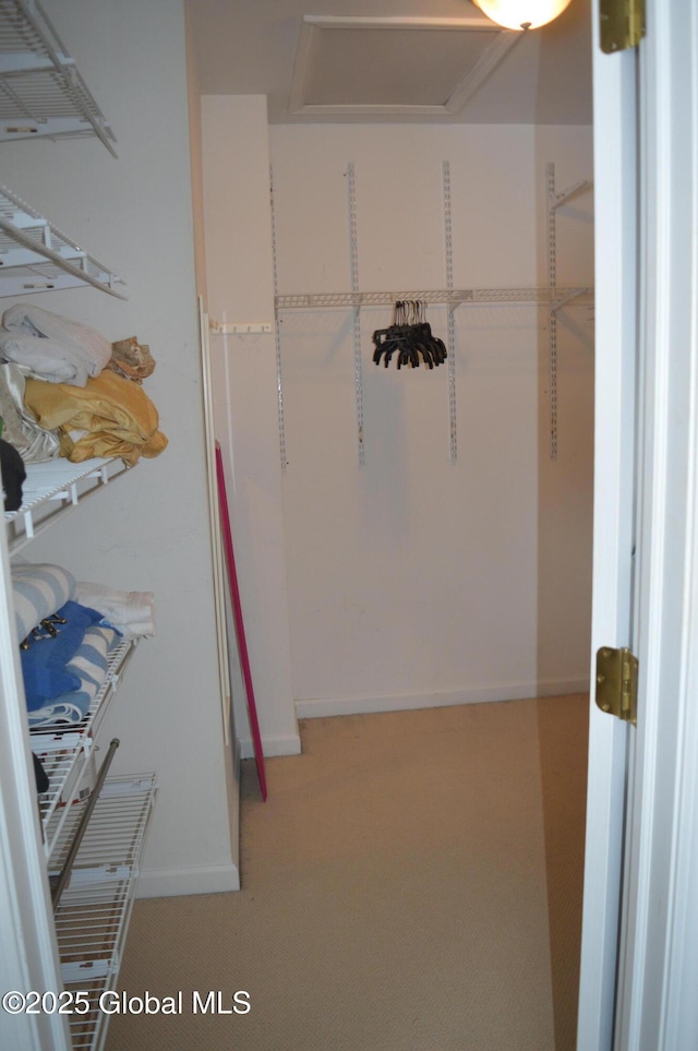 walk in closet with carpet flooring