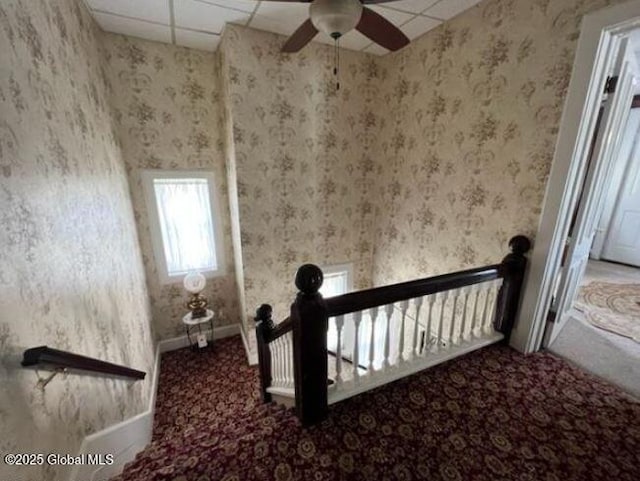 staircase featuring ceiling fan, carpet, and a drop ceiling