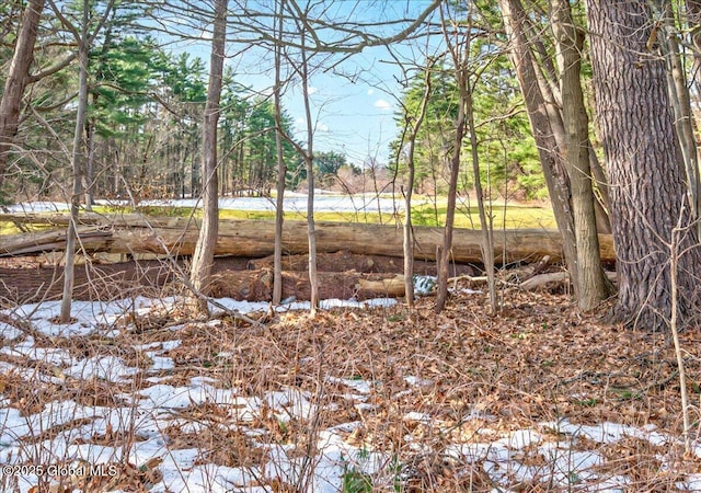 view of local wilderness