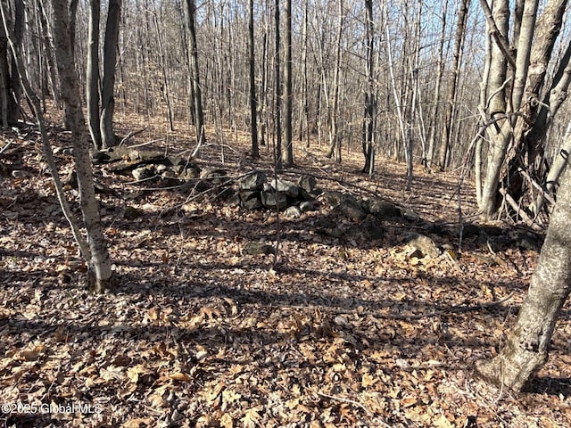 view of local wilderness