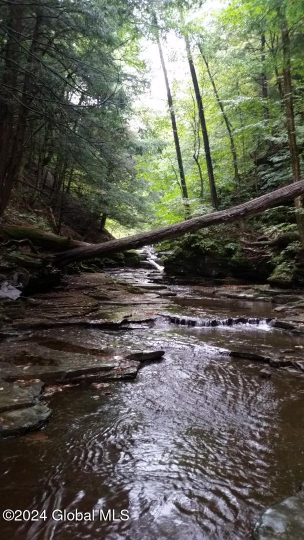view of local wilderness with a forest view