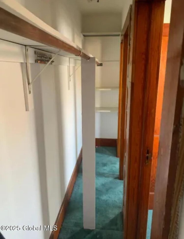 walk in closet featuring carpet flooring