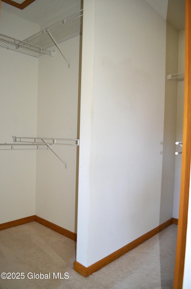 spacious closet featuring carpet