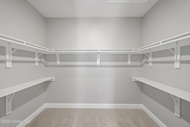 spacious closet featuring carpet floors