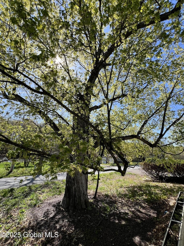 2299 Coach Rd, Argyle, NY 12809 - view of local wilderness
