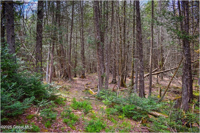 152 Sweenie Fields Rd, Schroon Lake, NY 12870 - view of woods