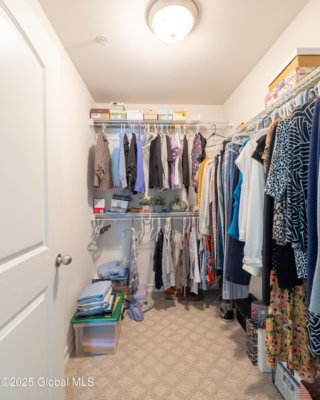 walk in closet with carpet flooring
