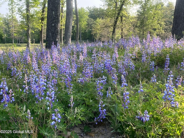 264 Edie Rd, Wilton, NY 12866 - view of local wilderness