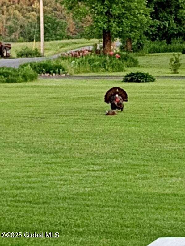 40 W Starbuck Ln, Fort Ann, NY 12827 - view of green lawn