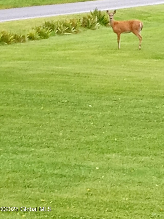 40 W Starbuck Ln, Fort Ann, NY 12827 - view of grassy yard