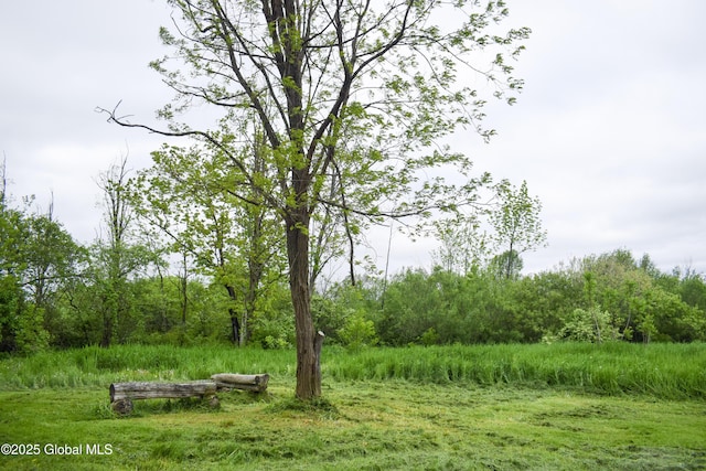 219 Oswegatchie Rd, Mohawk, NY 12068 - view of yard featuring a view of trees