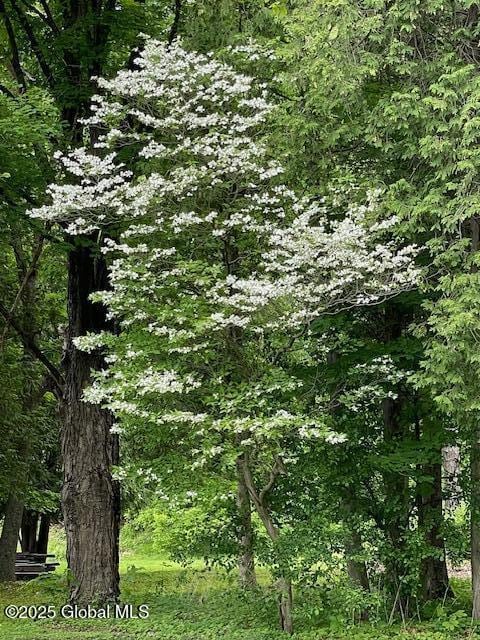 3916 State Highway 2, Brunswick, NY 12180 - view of tree filled area