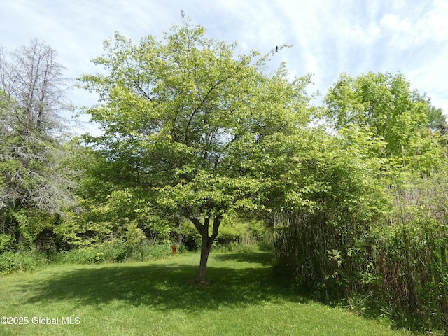2541 N Line Rd, Galway, NY 12074 - view of green lawn